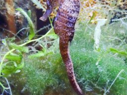 Haus des Meeres 4.02.2026